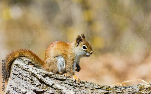 An American red squirrel also known as a pine squirrel, poses on a log