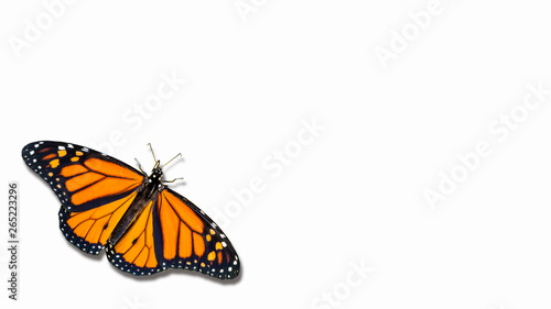 Monarch butterfly on white background with shadow