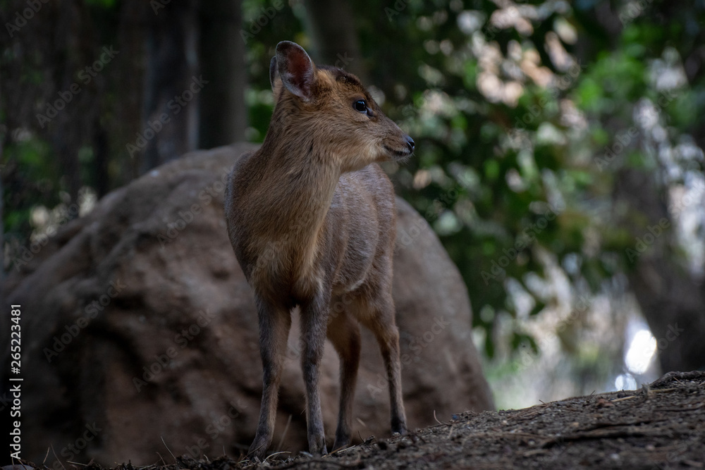 Muntjac de Reeve - Reeves Muntjac Muntjac de Reeve - Reeves Muntjac