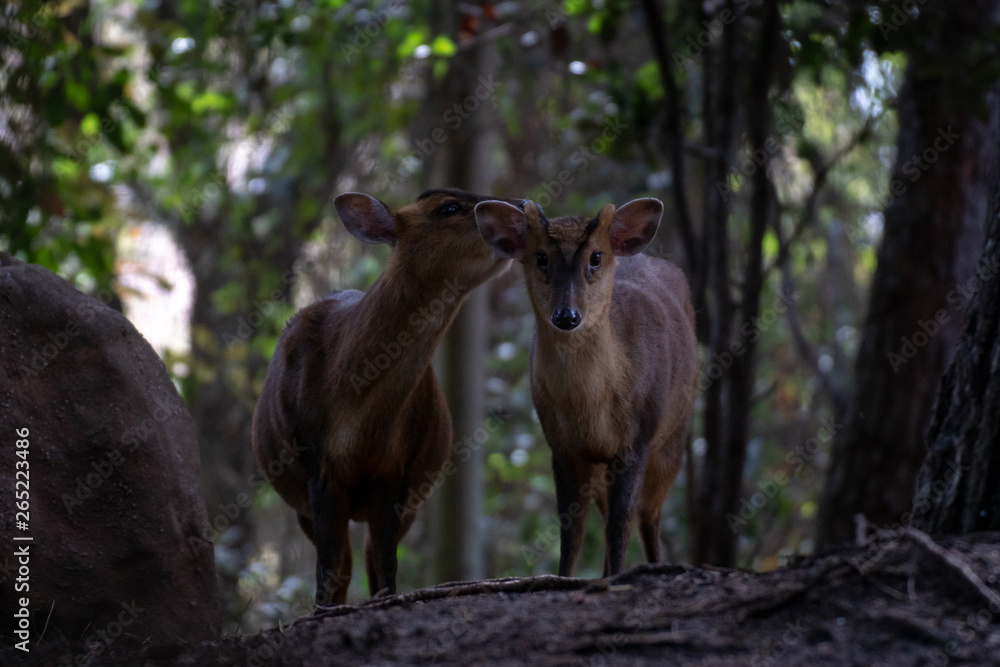 Muntjac de Reeve - Reeves Muntjac Muntjac de Reeve - Reeves Muntjac