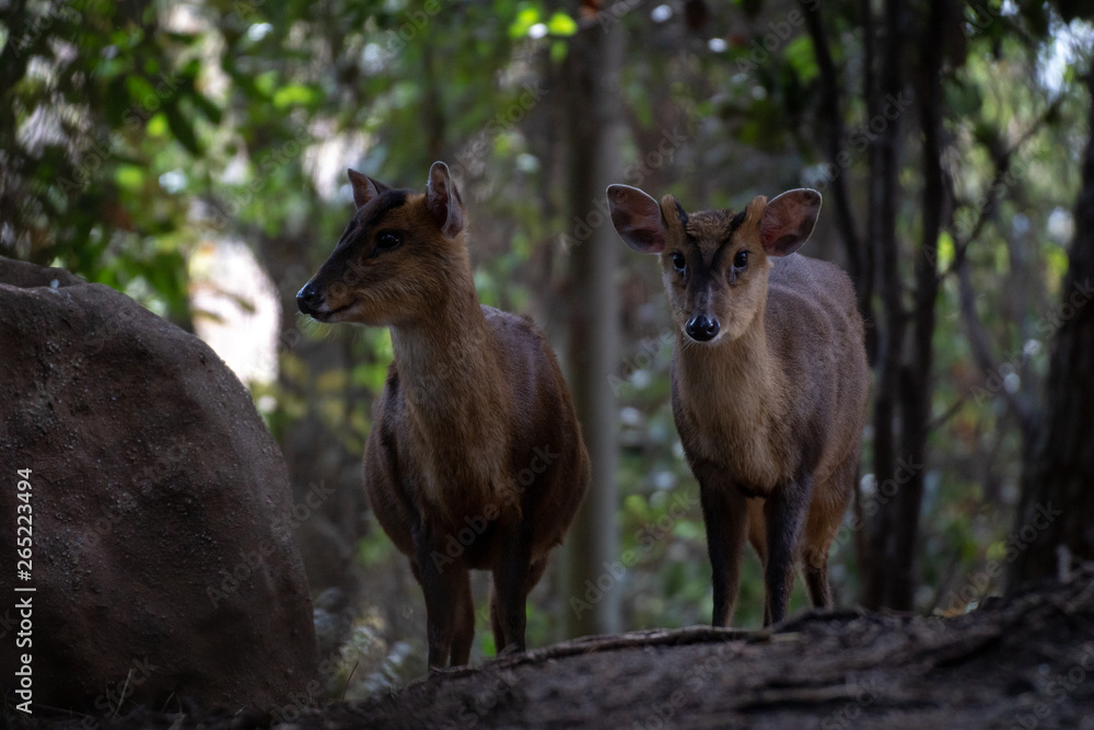 Fototapeta premium Muntjac de Reeve - Reeves Muntjac