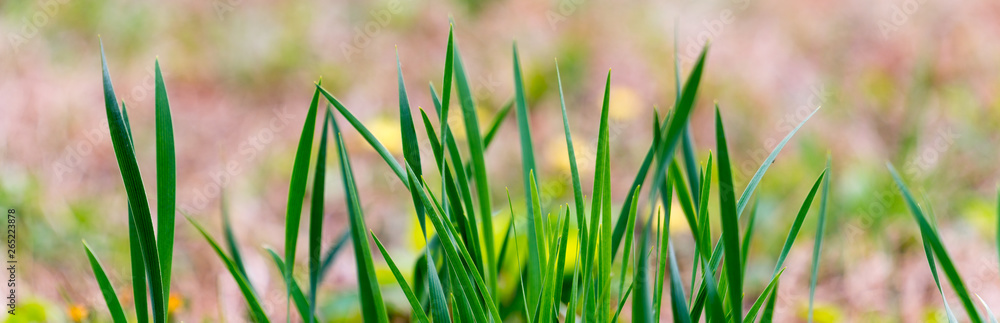 A panoramic view of green grass,close up view of green grass A panoramic view of green grass,close up view of green grass