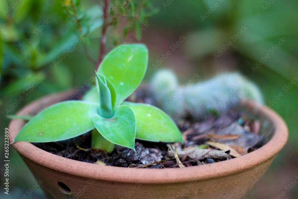 Close up of a small vase with a growing plant in the garden with a blur background Close up of a small vase with a growing plant in the garden with a blur background