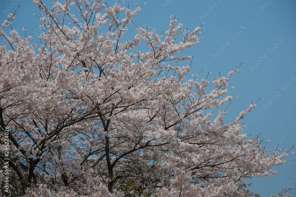 桜咲く