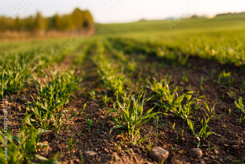 Fresh green spring grass with the sun on the background of nature, lawn grass sprouting, sowing grain and cereals