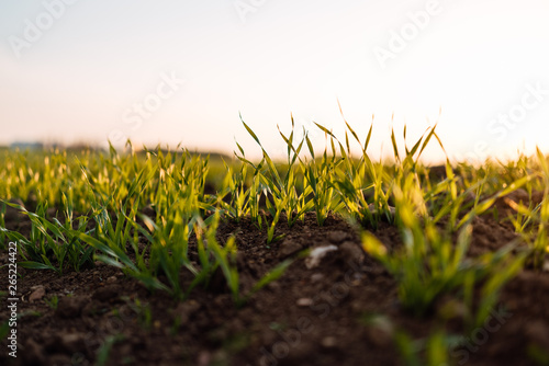 Fresh green spring grass close-up with the sun against the background of natural defocused light of nature bokeh, lawn grass sprouting, sowing grain and cereal crops