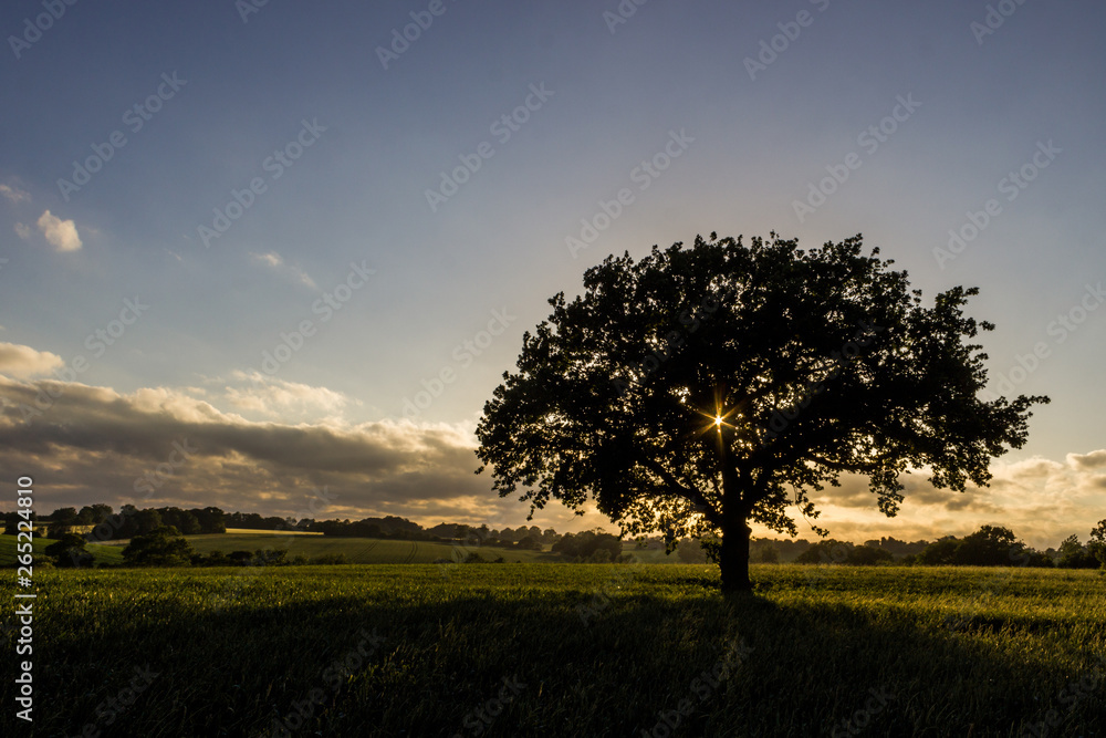 Obraz premium Dramatic single tree in a field at sunset