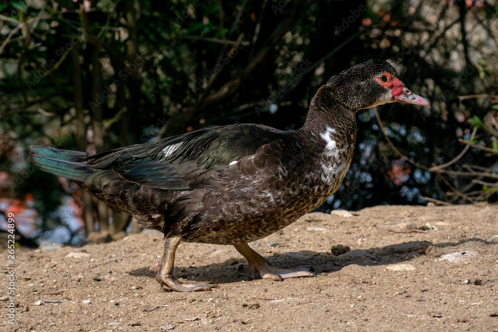 Pato Criollo - Muscovy duck (Cairina moschata) Pato Criollo - Muscovy duck (Cairina moschata)