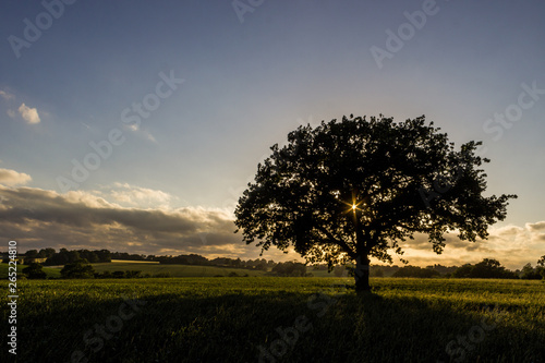 Dramatic single tree in a field at sunset