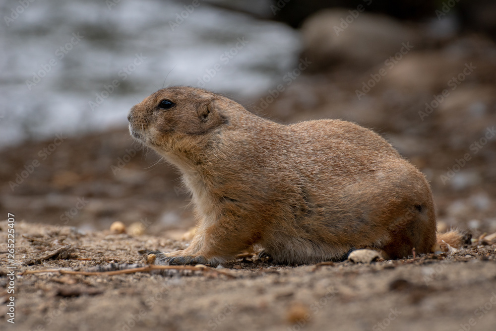 Perrito de la pradera - Prairie dog Perrito de la pradera - Prairie dog