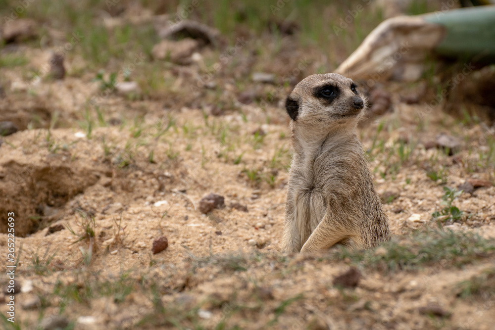 Fototapeta premium Suricata o Suricato