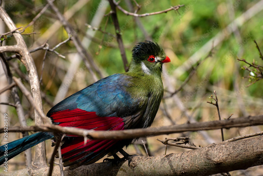 Fototapeta premium Turaco - White-cheeked Turaco