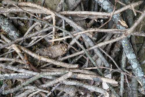 Closeup of pile of dry tree branches, twigs, and organic debris