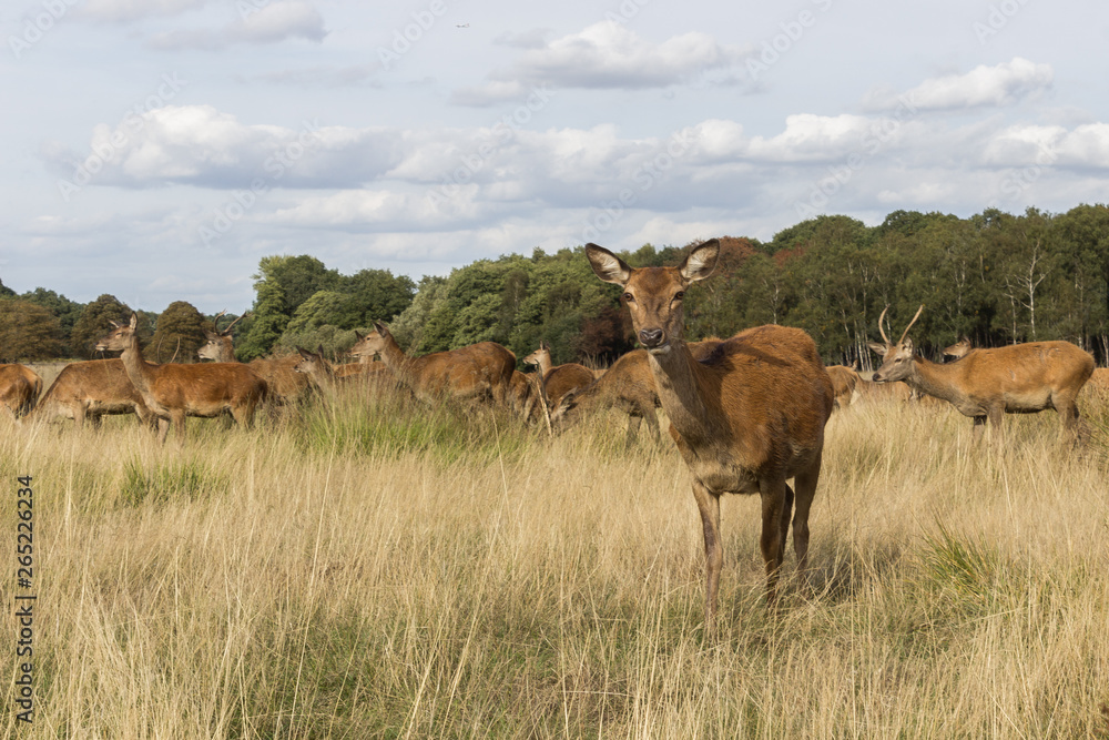 Obraz premium Herd of red deer in the wild