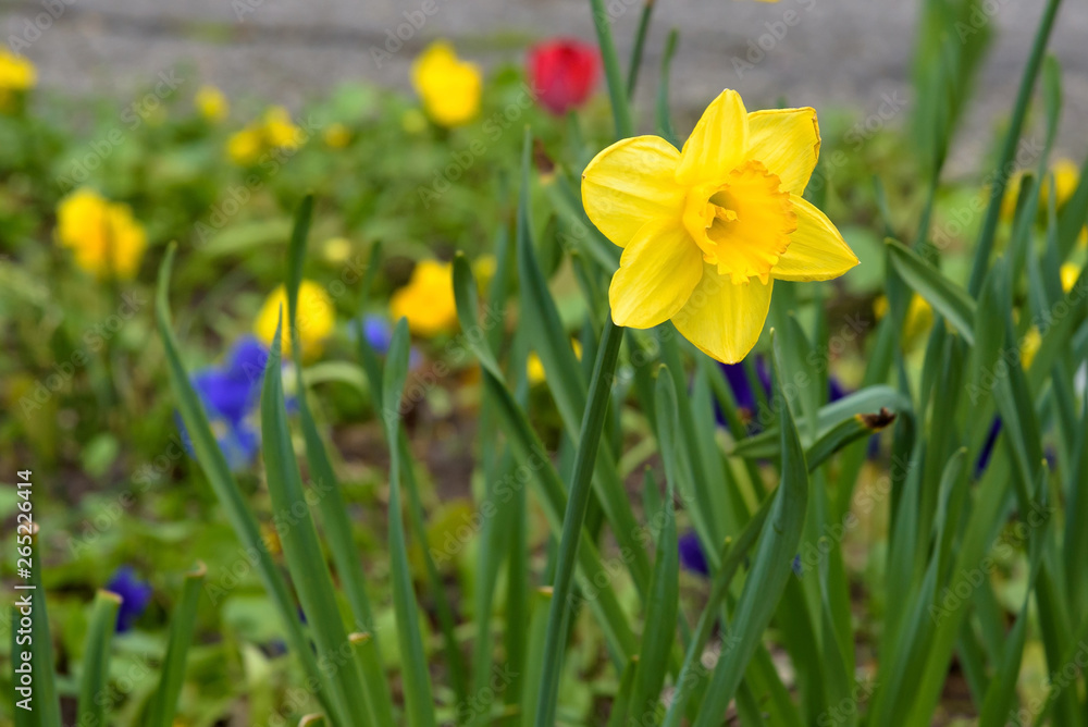 Obraz premium Yellow daffodil in the garden