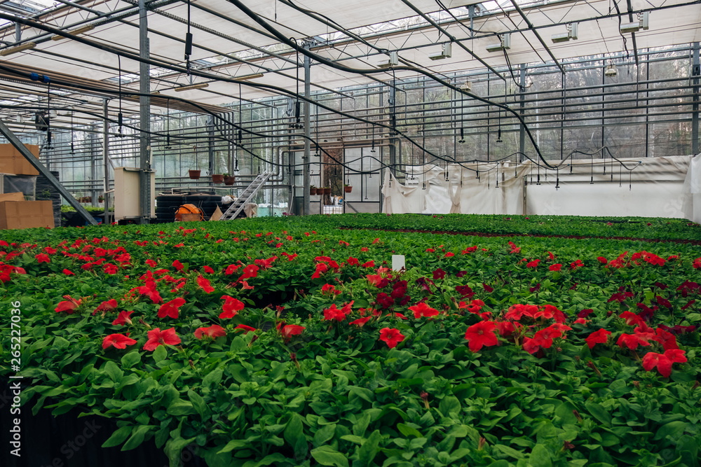Obraz premium Flowering petunias grown in modern greenhouse 