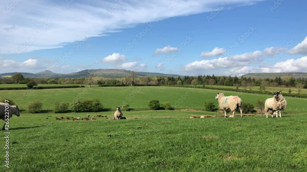 Sheep and lambs in spring near Ingleby Greenhow, North Yorkshire, England, United Kingdom Sheep and lambs in spring near Ingleby Greenhow, North Yorkshire, England, United Kingdom