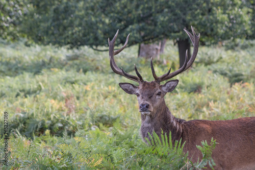 A red deer stag in the forest