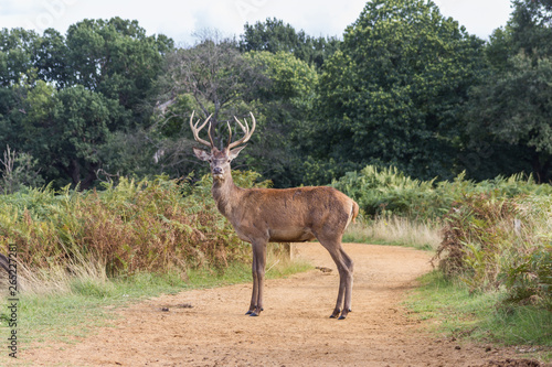 Photos A red deer stag in the forest