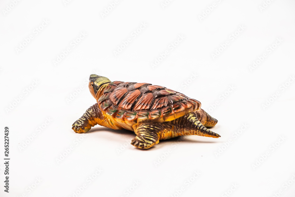 Fototapeta premium turtle on white background