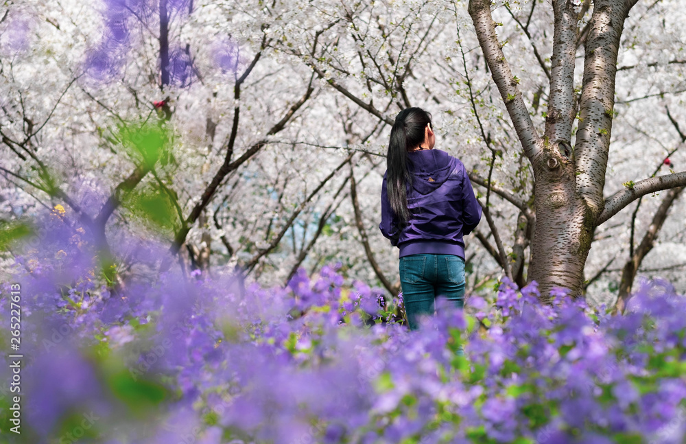 Unspecific woman taking photo for the cherry blossom at the east lake. Unspecific woman taking photo for the cherry blossom at the east lake.