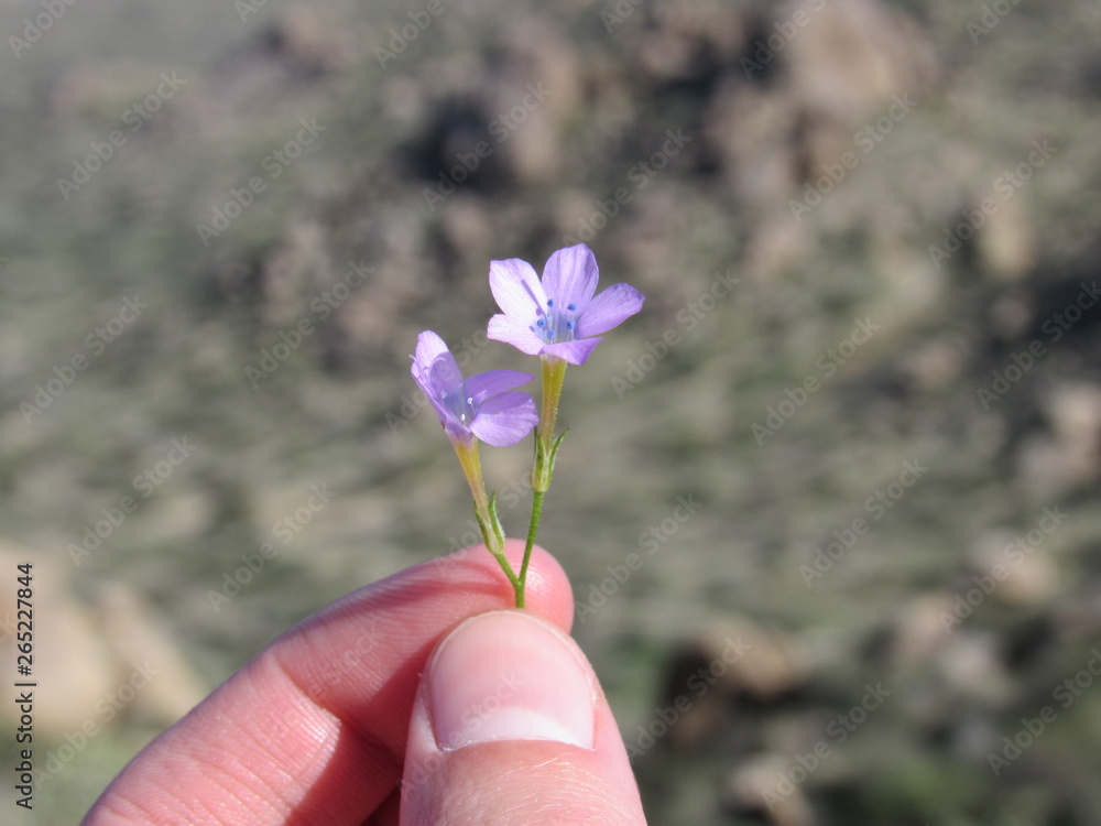 A person holding a purple wildflower with blue pistils near Phoenix, Arizona