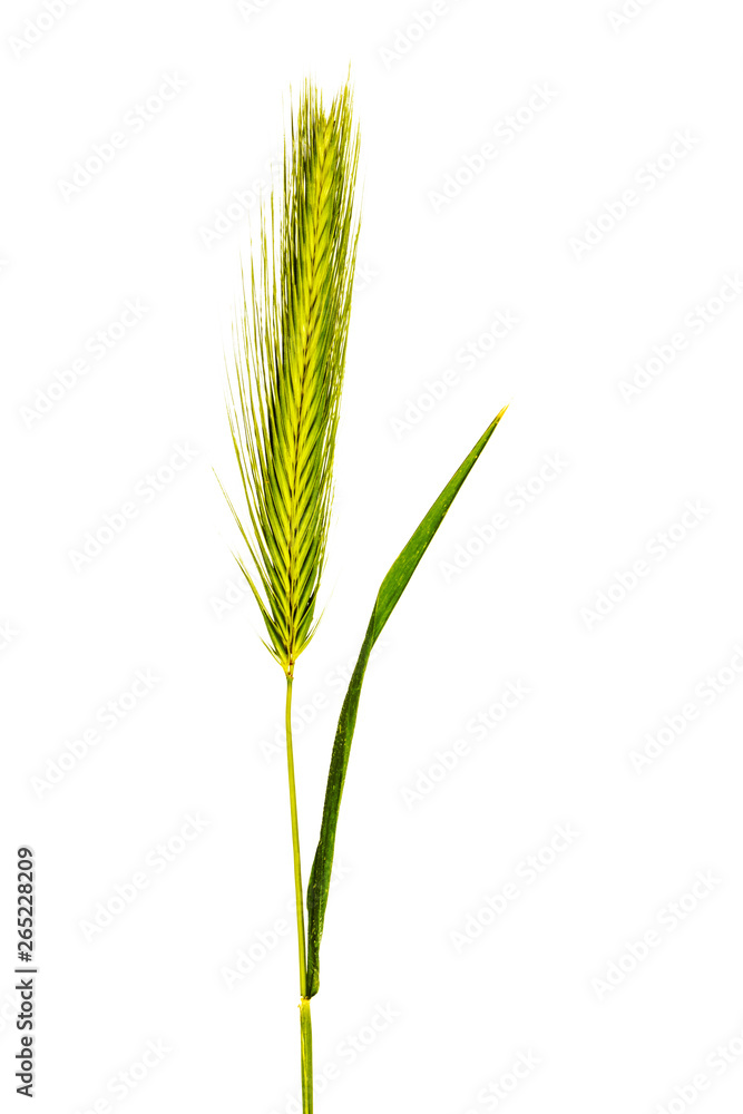 Ear of grass on a white background. Ear of grass on a white background.