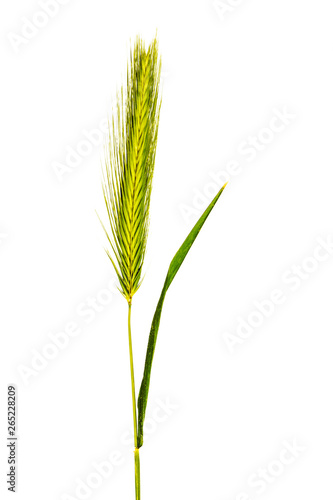 Ear of grass on a white background.