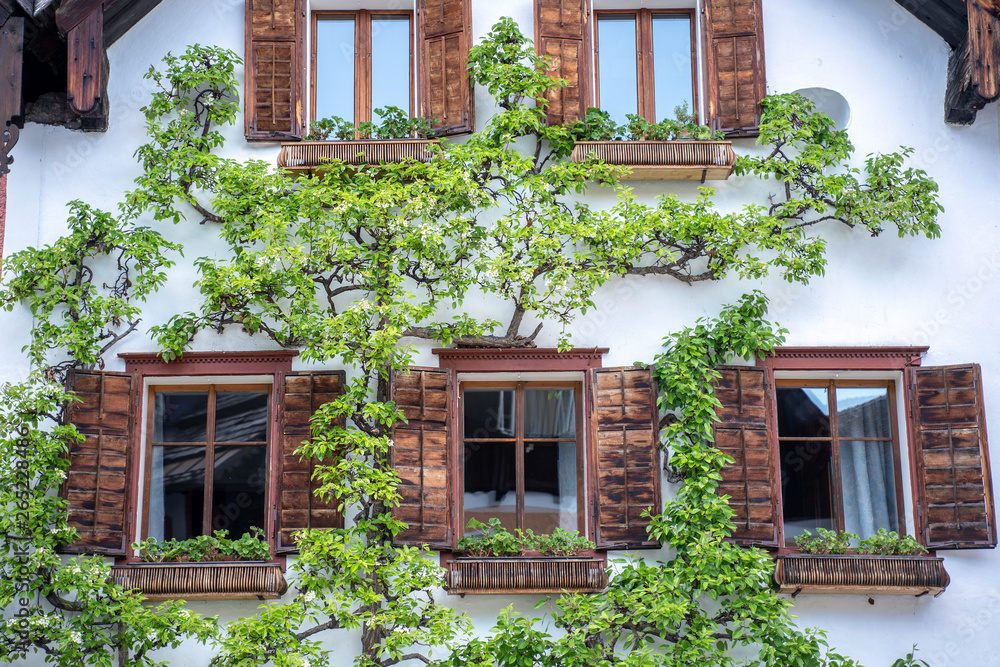Rankender Baum an Fassade in Hallstatt Rankender Baum an Fassade in Hallstatt