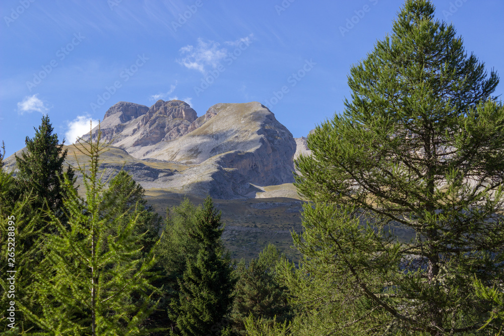 The French Alps behind pine trees