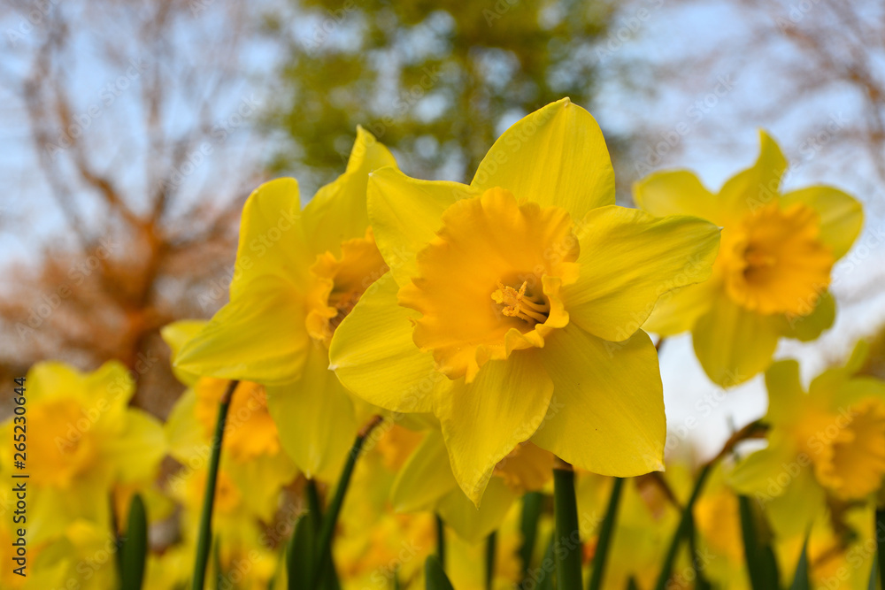 Obraz premium Narzissenblüte