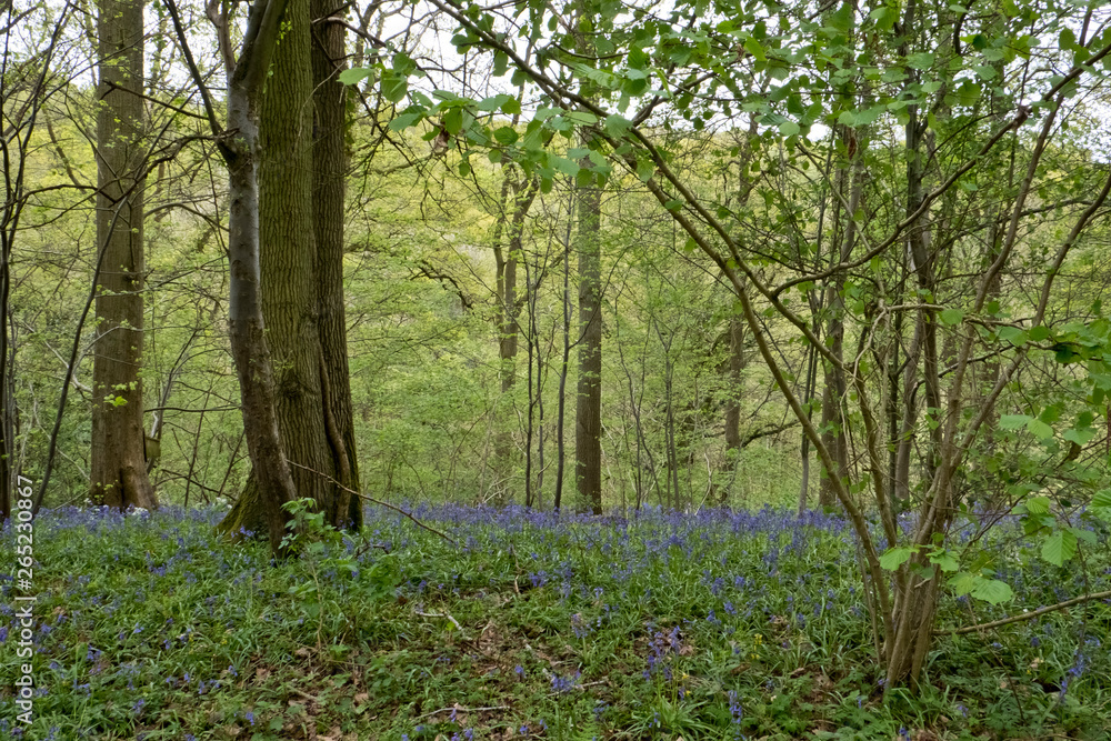 Bluebell wood at the knapp and papermill nature reserve near Alfrick Worcestershire Bluebell wood at the knapp and papermill nature reserve near Alfrick Worcestershire