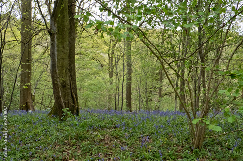Bluebell wood at the knapp and papermill nature reserve near Alfrick Worcestershire