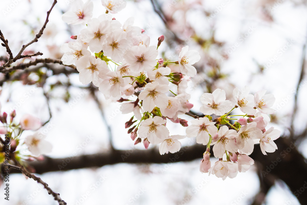 Cherry blossom in spring for background or copy space for text Cherry blossom in spring for background or copy space for text