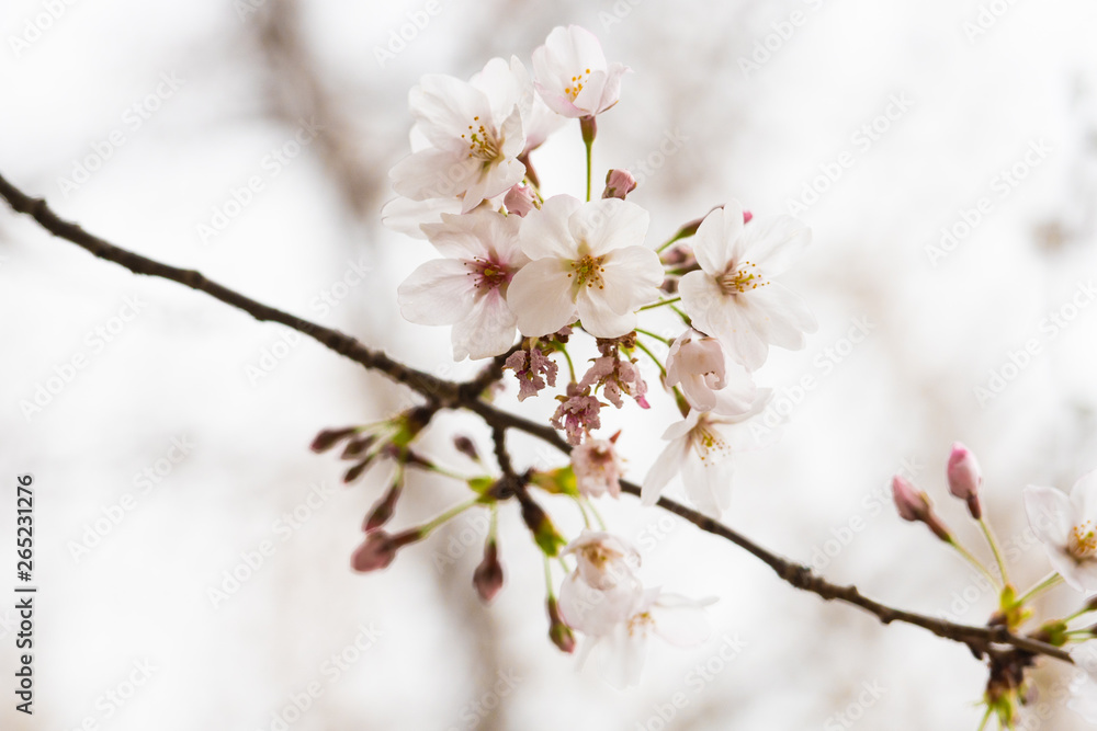 Cherry blossom in spring for background or copy space for text Cherry blossom in spring for background or copy space for text