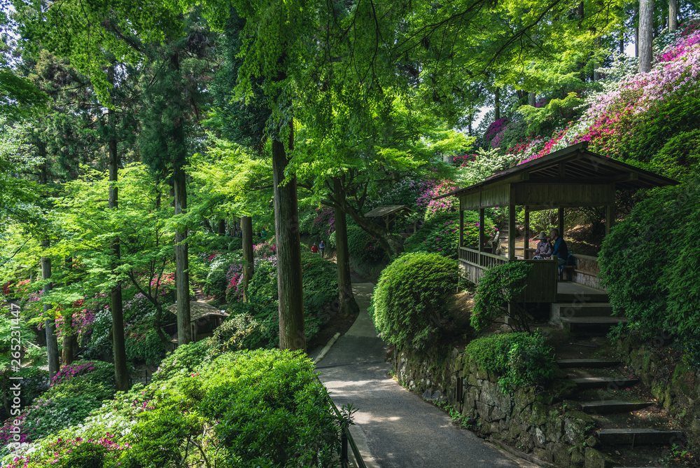 ツツジのある風景