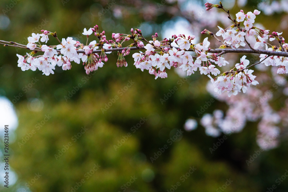 Cherry blossom in spring for background or copy space for text Cherry blossom in spring for background or copy space for text