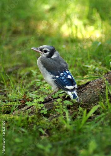 Blue Jay Chick