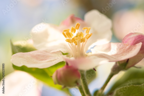 Apple blossom, blooming tree, flower 