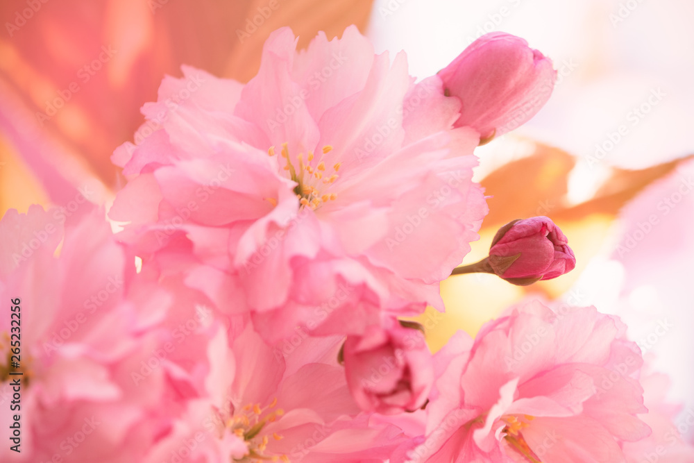 Cherry blossom tree Cherry blossom tree