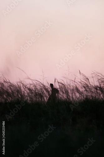 Rabbit in grass silhouette 