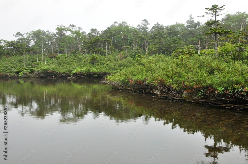 北八ヶ岳 七ッ池 北八ヶ岳 七ッ池
