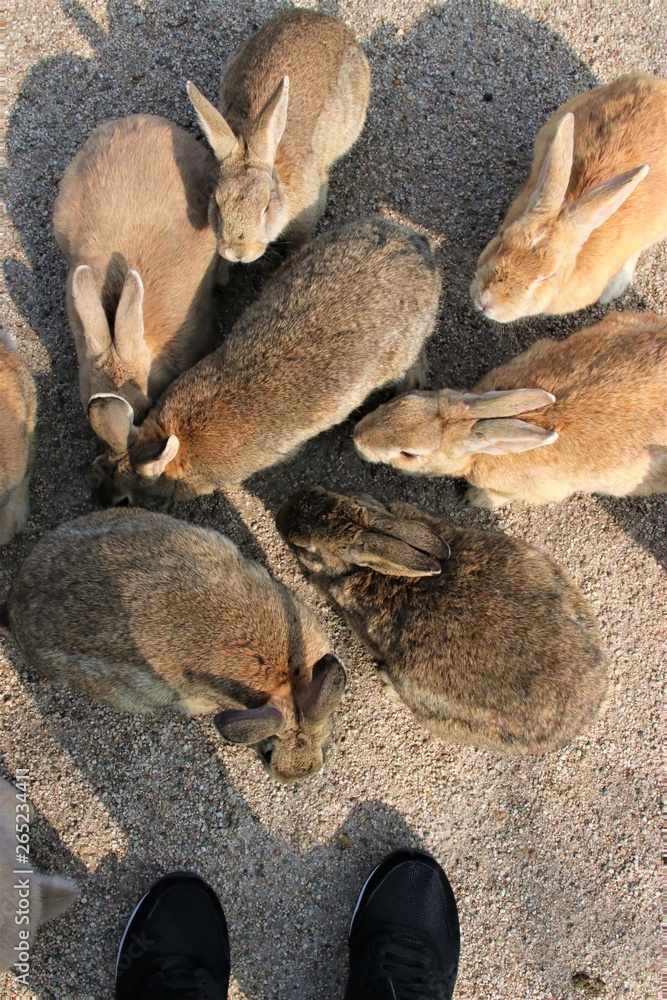餌を食べる大久野島のうさぎ達 餌を食べる大久野島のうさぎ達