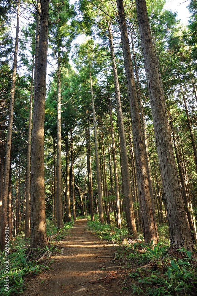 Fototapeta premium 生藤山の植林帯