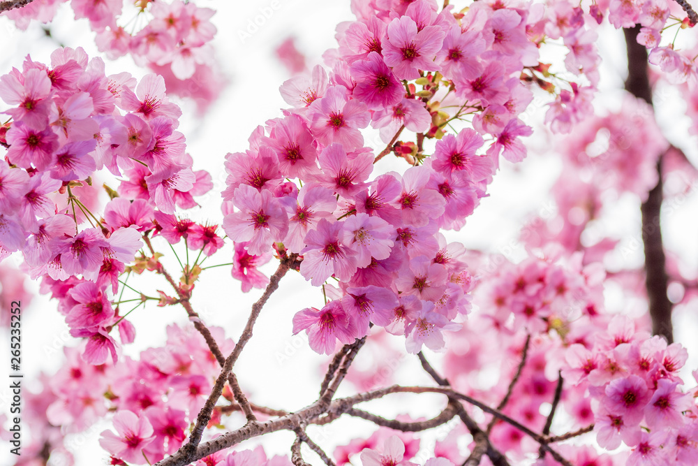 Obraz premium Sakura, Cherry Blossom flower in spring season