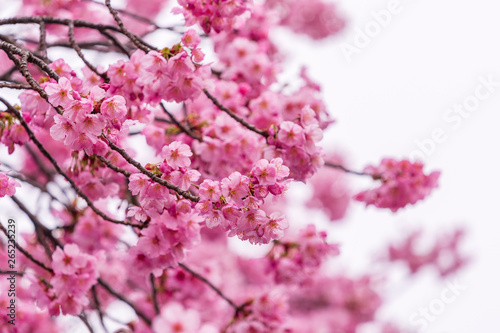 Sakura  Cherry Blossom flower in spring season