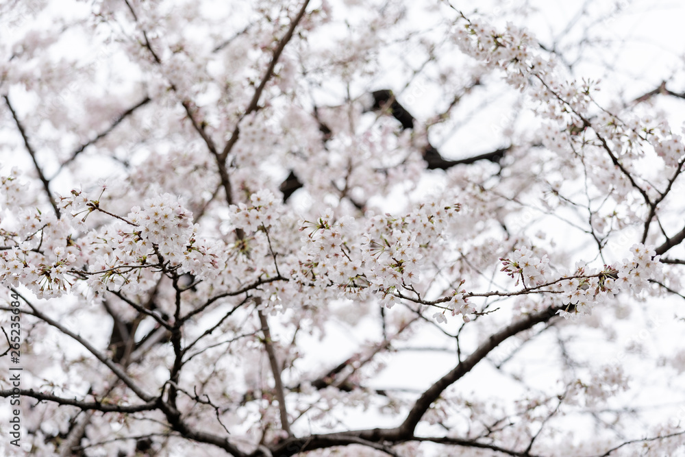 beautiful Sakura, Cherry Blossom flower beautiful Sakura, Cherry Blossom flower