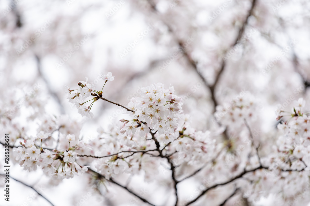 beautiful Sakura, Cherry Blossom flower