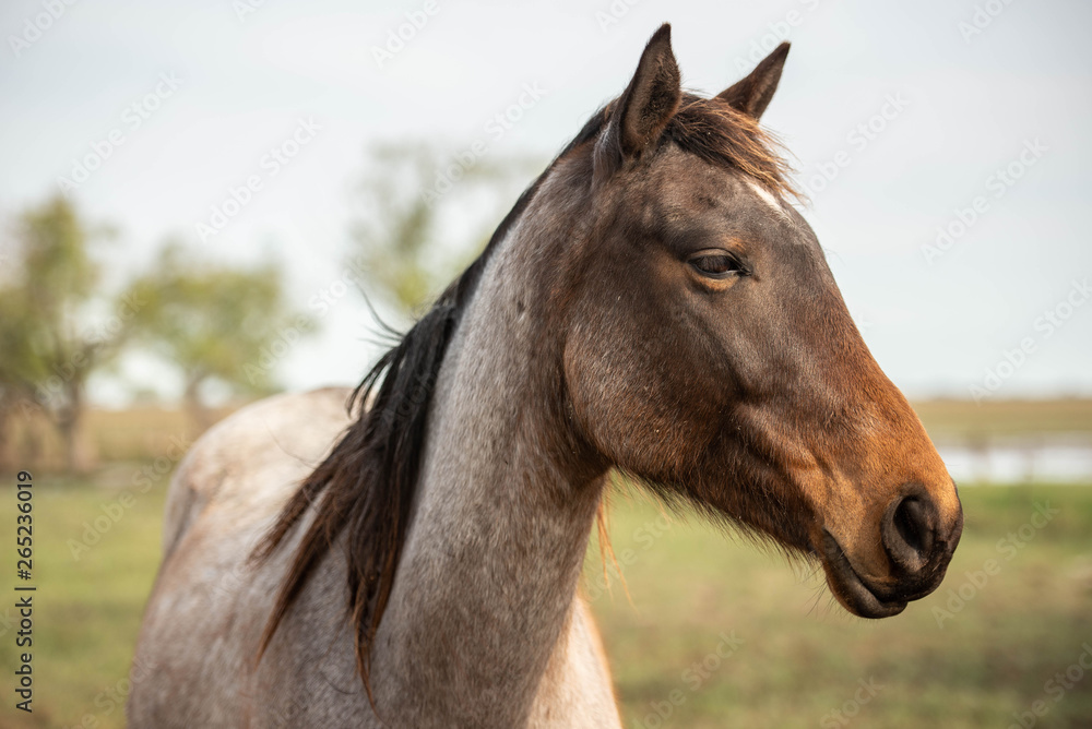 caballo animal café chacras administrar retrato caballo animal café chacras administrar retrato