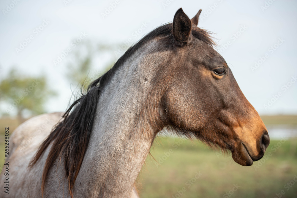 Fototapeta premium caballo animal café chacras administrar retrato